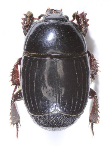 Margarinotus obscurus